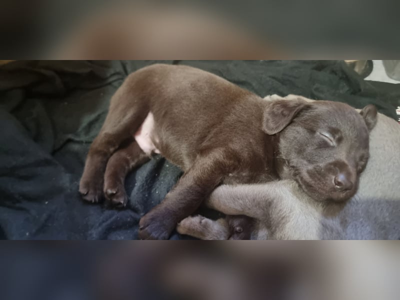 Reinrassige Labrador Welpen Arbeitslinie