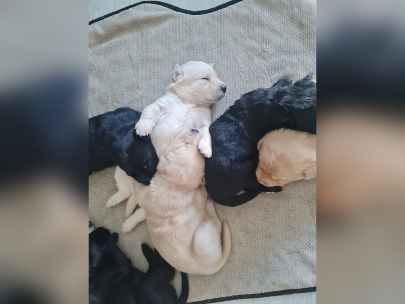 Labrador-Welpen suchen ein liebevolles Zuhause Unsere süß