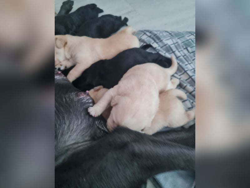 Labrador-Welpen suchen ein liebevolles Zuhause Unsere süß