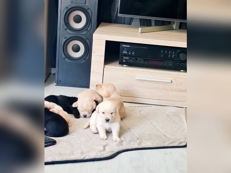 Labrador-Welpen suchen ein liebevolles Zuhause Unsere süß