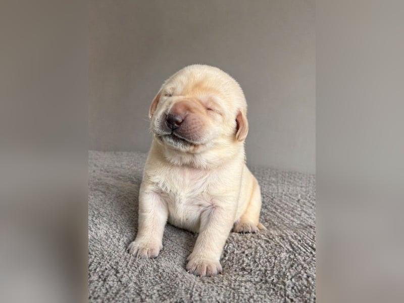 Labrador Retriever Welpen aus VDH/LCD-Zucht (FCI)