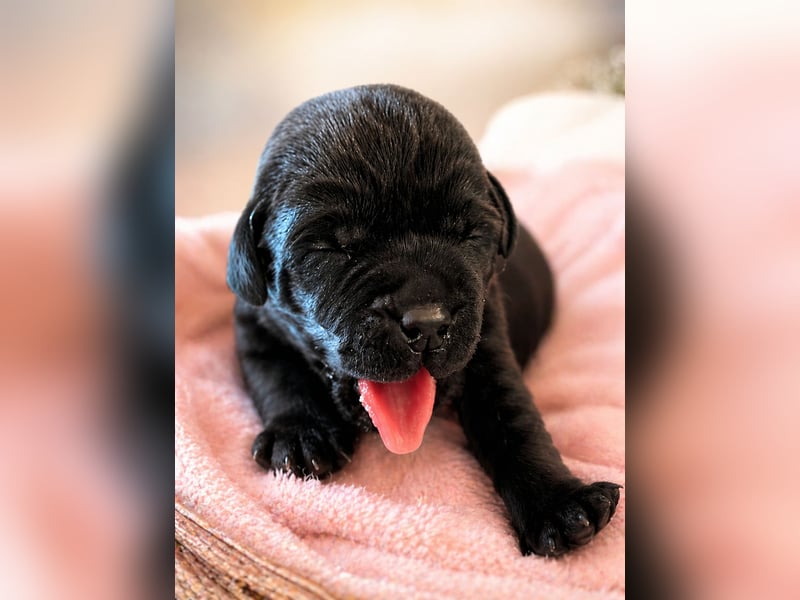Labrador Retriever Welpen aus VDH/LCD-Zucht (FCI)
