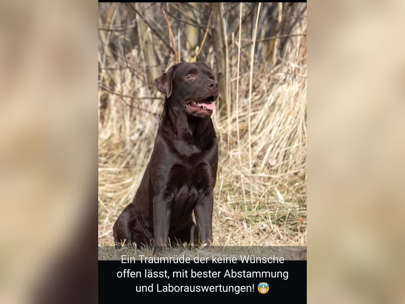 WURFANKÜNDIGUNG Labeador Welpen mit Papieren