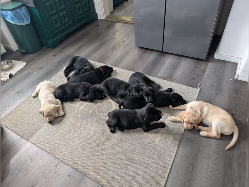 Labrador Welpen