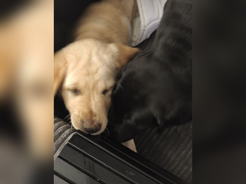 Labrador Welpen