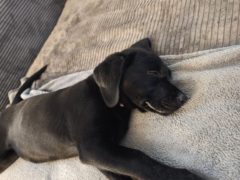 Labrador Welpen
