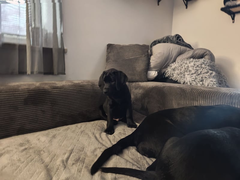 Labrador Welpen