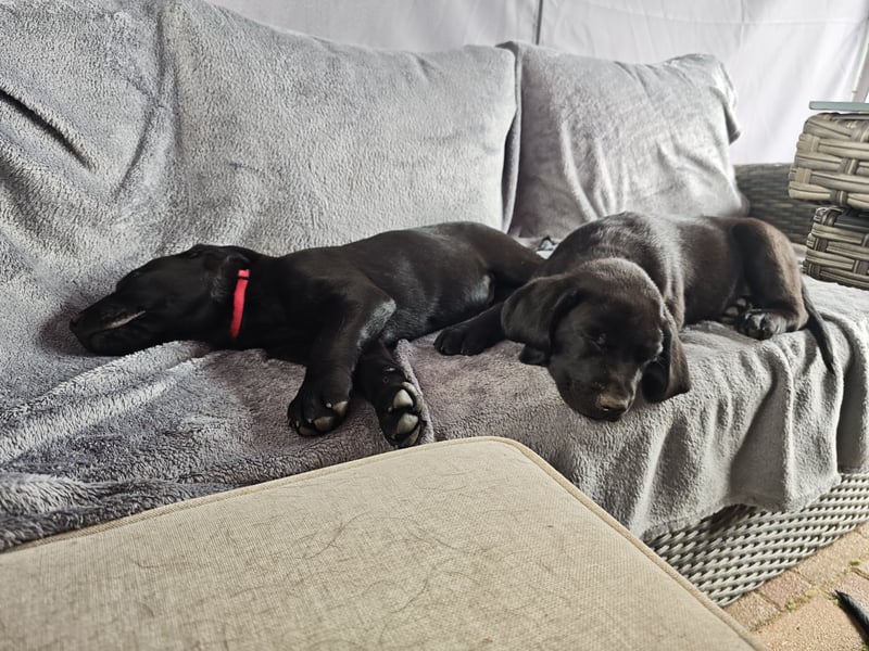 Labrador Welpen