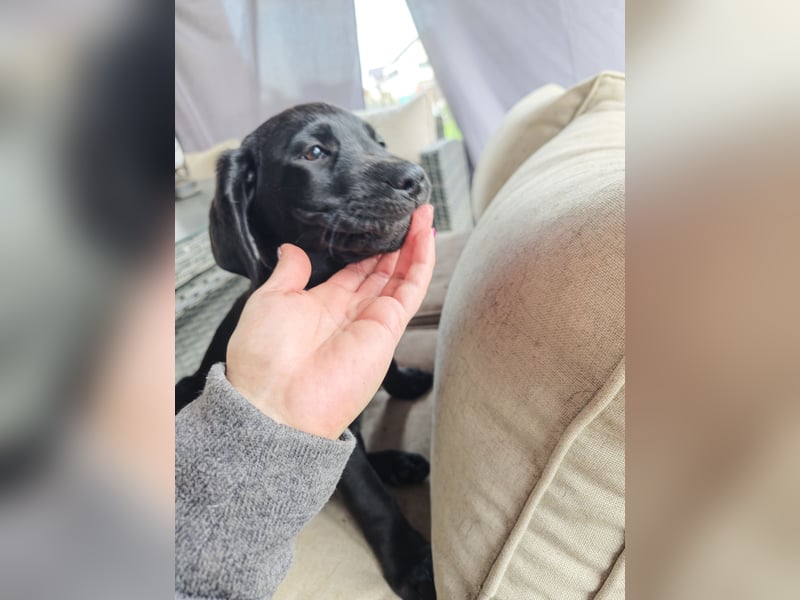Labrador Welpen