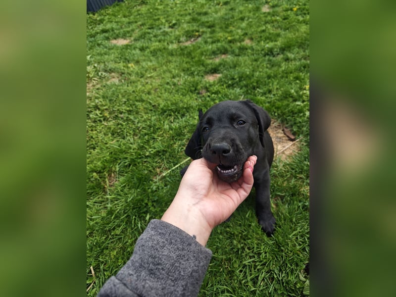 Labrador Welpen