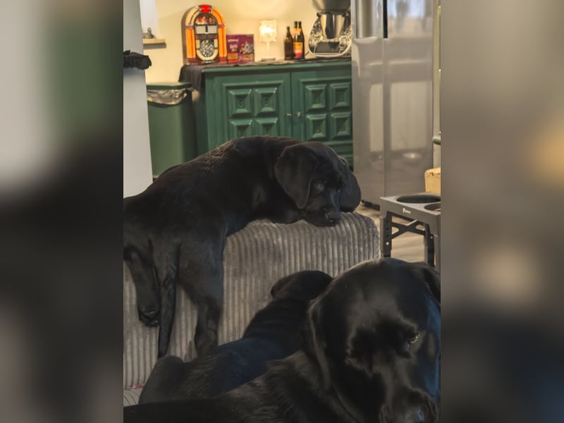 Labrador Welpen