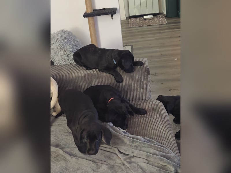 Labrador Welpen