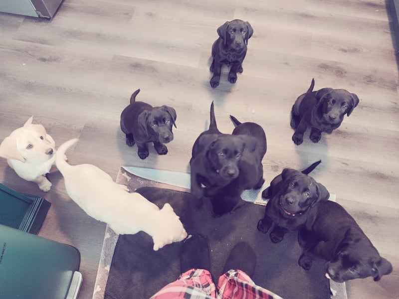 Labrador Welpen