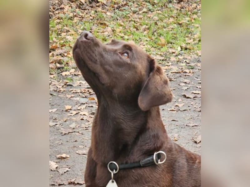 Labrador Wurfankündigung