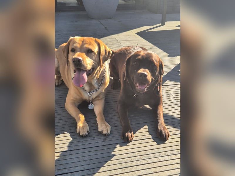 Labrador Wurfankündigung