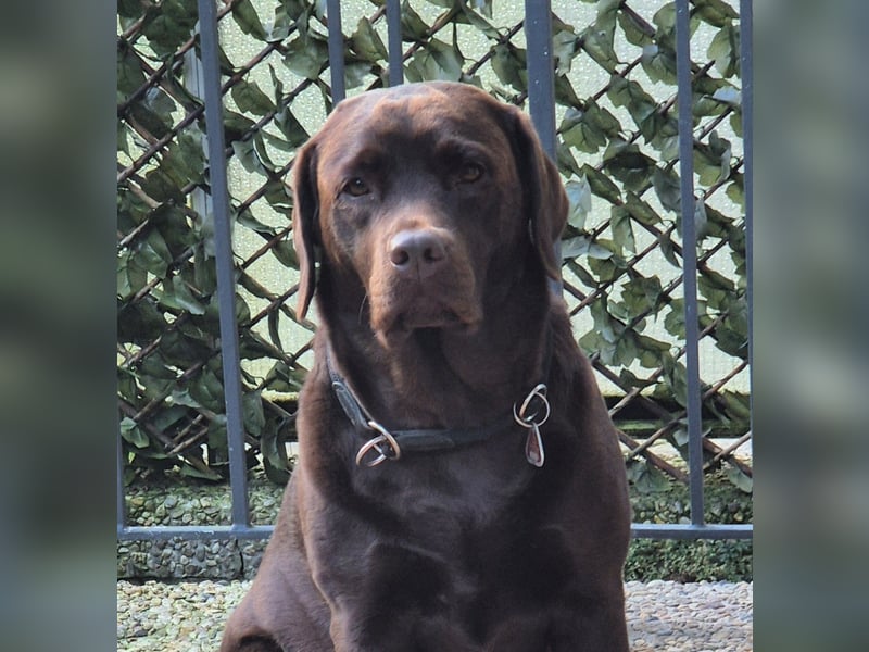 Labrador Wurfankündigung