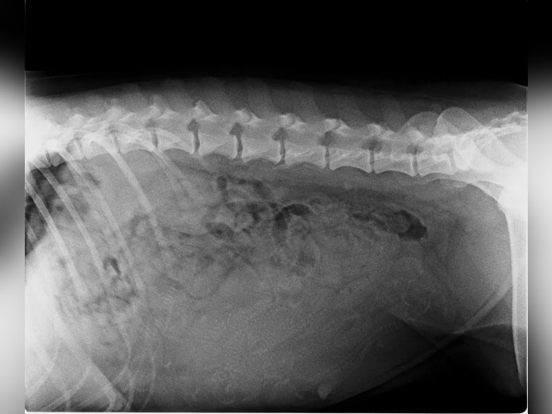 Labrador Wurfankündigung