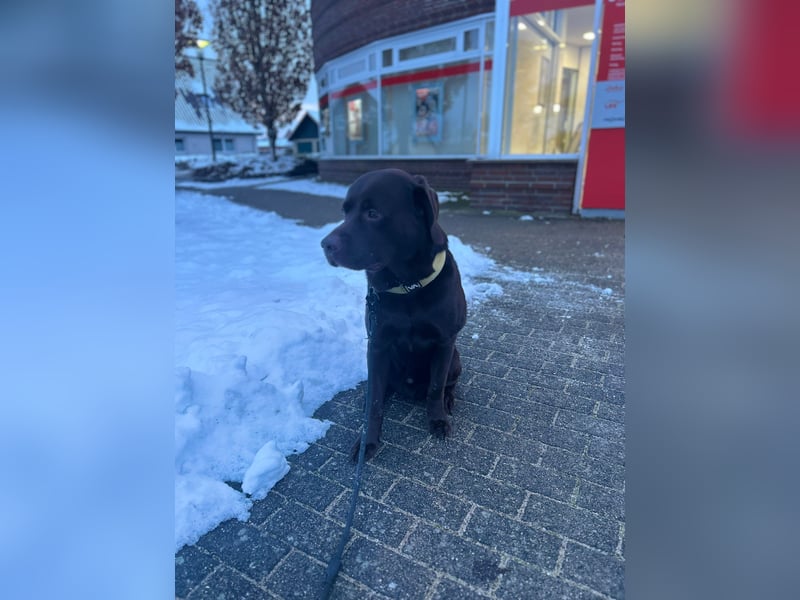 Labrador Arbeitslinie ohne Papiere – Deckrüde“