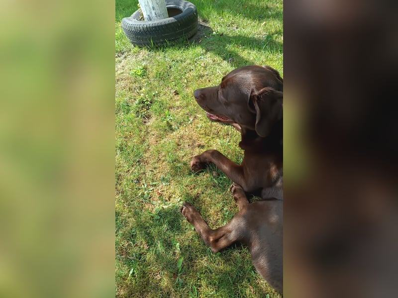 Labrador Arbeitslinie ohne Papiere – Deckrüde“
