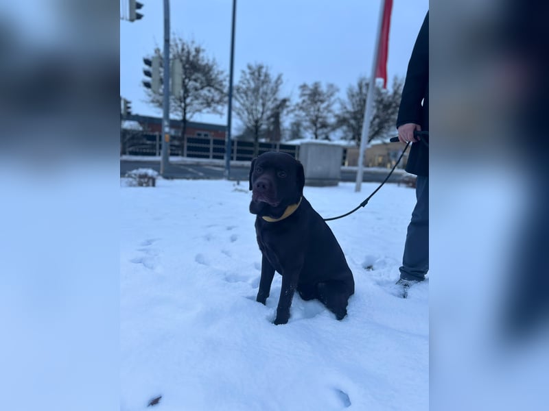 Labrador Arbeitslinie ohne Papiere – Deckrüde“