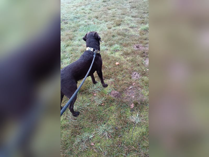 Labrador Arbeitslinie ohne Papiere – Deckrüde“