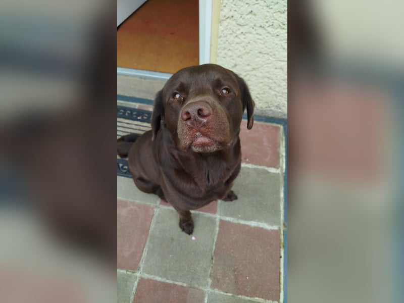 Labrador Arbeitslinie ohne Papiere – Deckrüde“