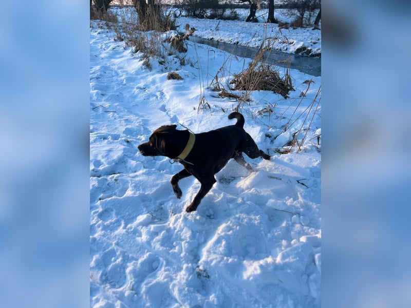 Labrador Arbeitslinie ohne Papiere – Deckrüde“