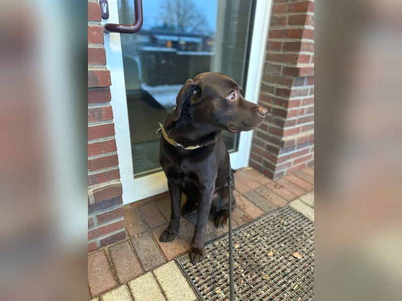 Labrador Arbeitslinie ohne Papiere – Deckrüde“