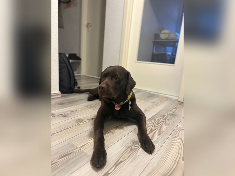 Labrador Arbeitslinie ohne Papiere – Deckrüde“