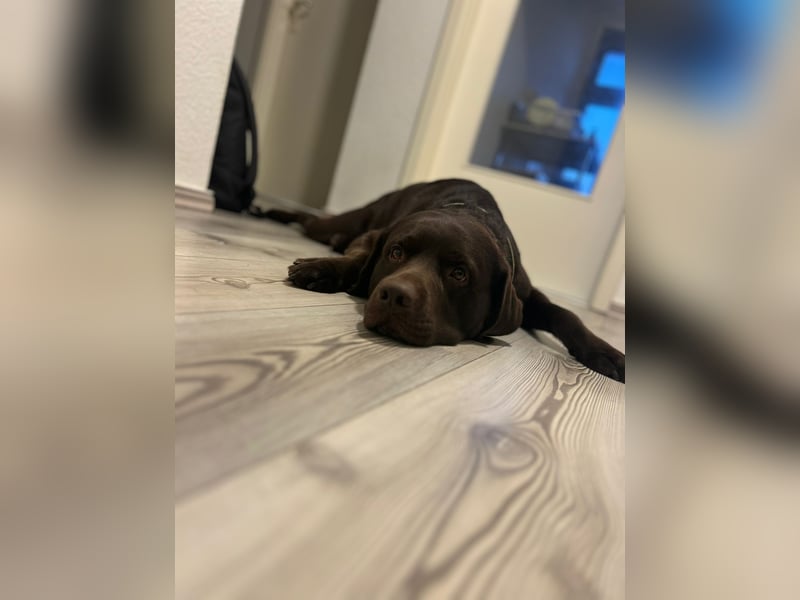 Labrador Arbeitslinie ohne Papiere – Deckrüde“