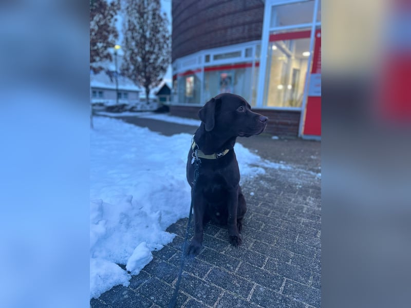 Labrador Arbeitslinie ohne Papiere – Deckrüde“