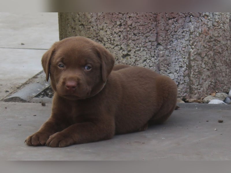 LABRADOR WELPEN Reinrassig mit Ahnentafel - GRAU und BRAUN - Beste Familienzucht