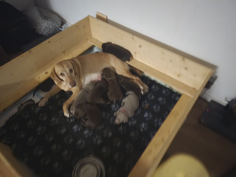 LABRADOR WELPEN Reinrassig mit Ahnentafel - GRAU und BRAUN - Beste Familienzucht