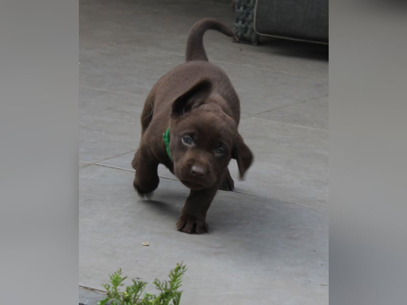 LABRADOR WELPEN Reinrassig mit Ahnentafel - GRAU und BRAUN - Beste Familienzucht
