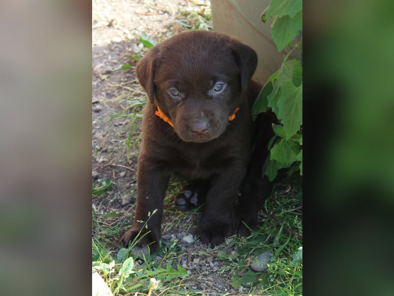 LABRADOR WELPEN Reinrassig mit Ahnentafel - GRAU und BRAUN - Beste Familienzucht