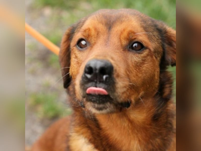 SHIVA – « Senfhündin » aus Mornac