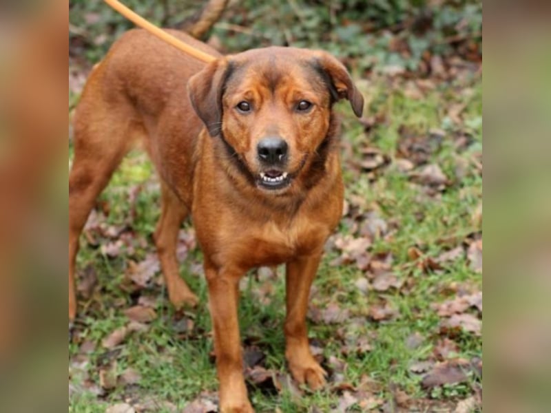 SHIVA – « Senfhündin » aus Mornac