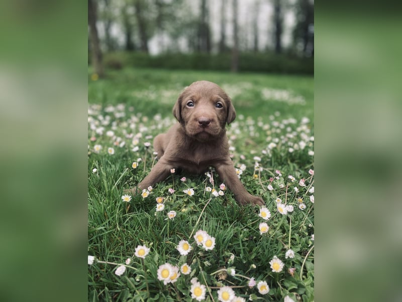 Reinrassige Labradorwelpen