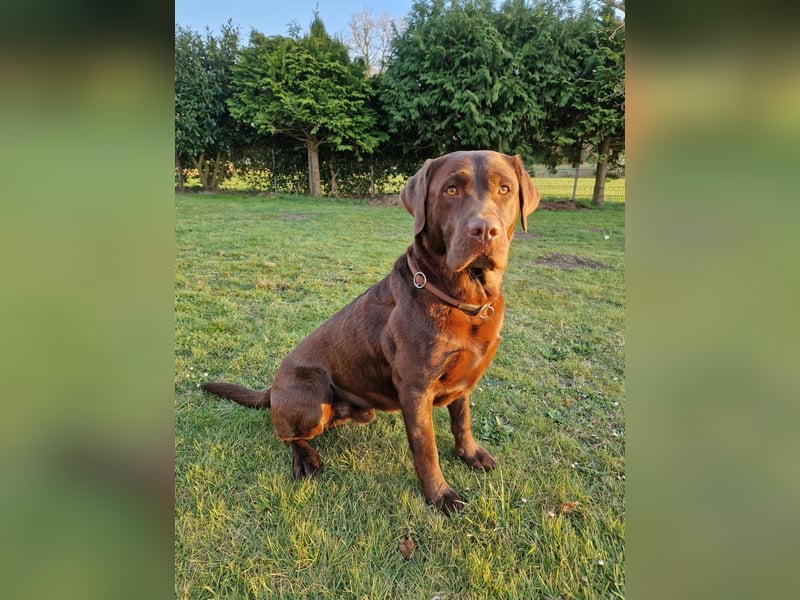 Reinrassige Labradorwelpen