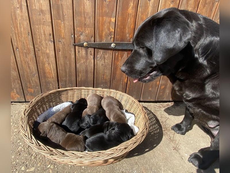 Reinrassige Labradorwelpen