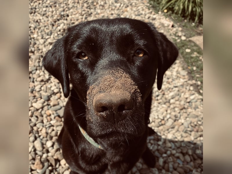 Reinrassige Labradorwelpen