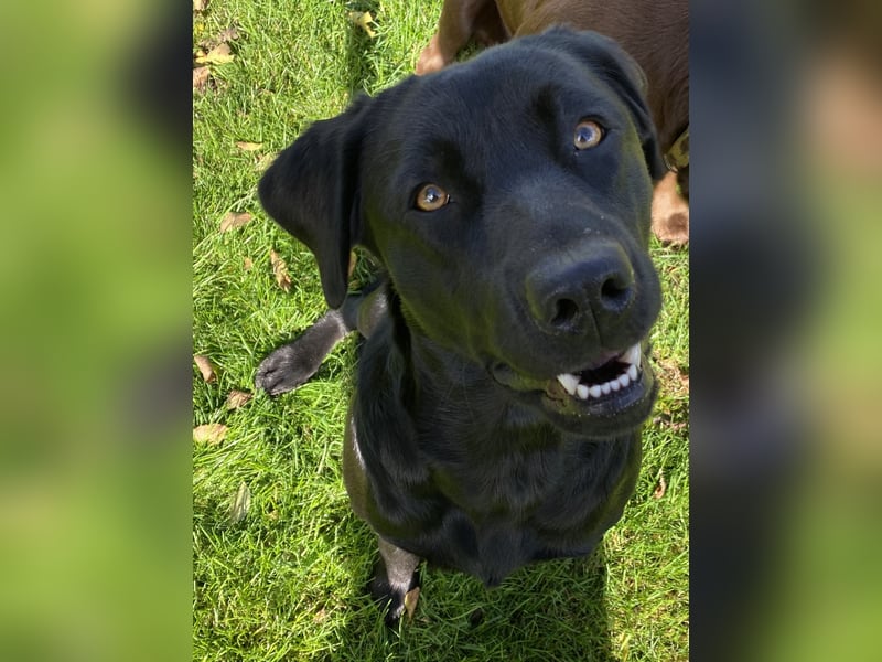Reinrassige Labradorwelpen