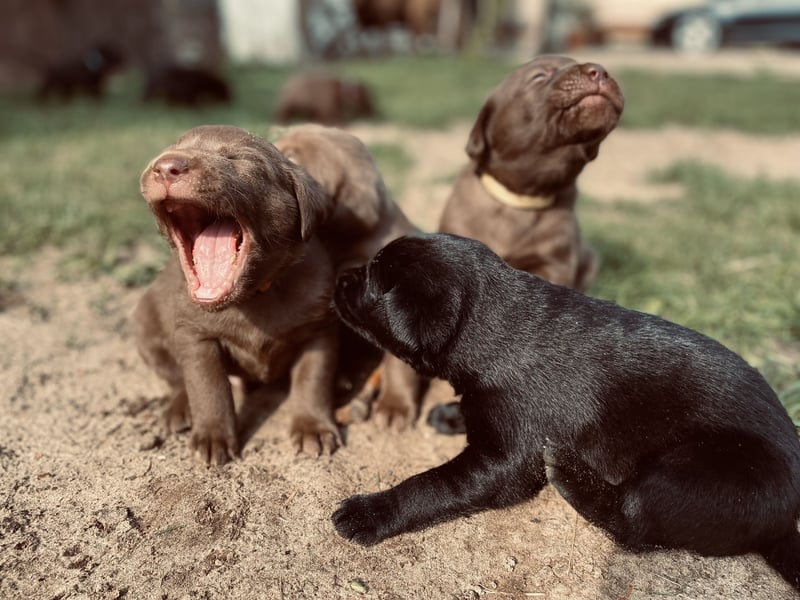 Reinrassige Labradorwelpen