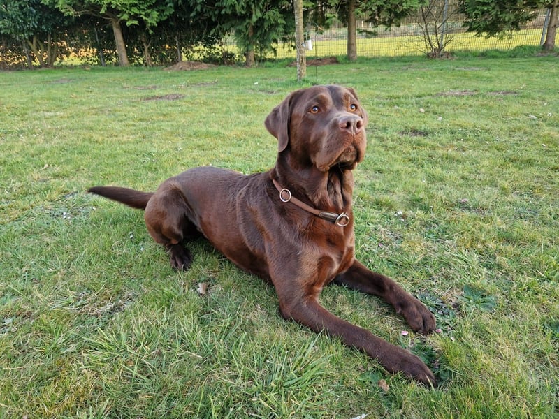Reinrassige Labradorwelpen