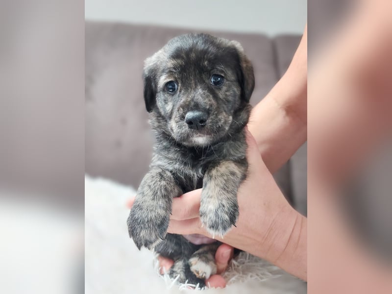 Wunderschöne Labrador-Mix Welpen
