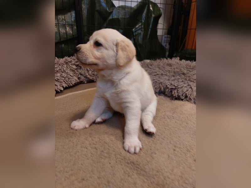 Wunderschöne Labrador-Mix Welpen
