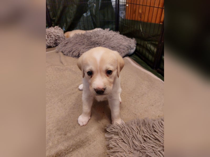 Wunderschöne Labrador-Mix Welpen
