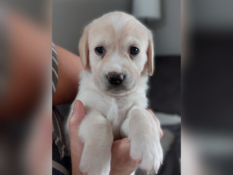 Wunderschöne Labrador-Mix Welpen