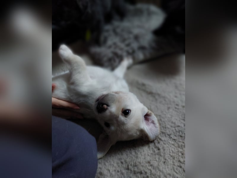 Wunderschöne Labrador-Mix Welpen