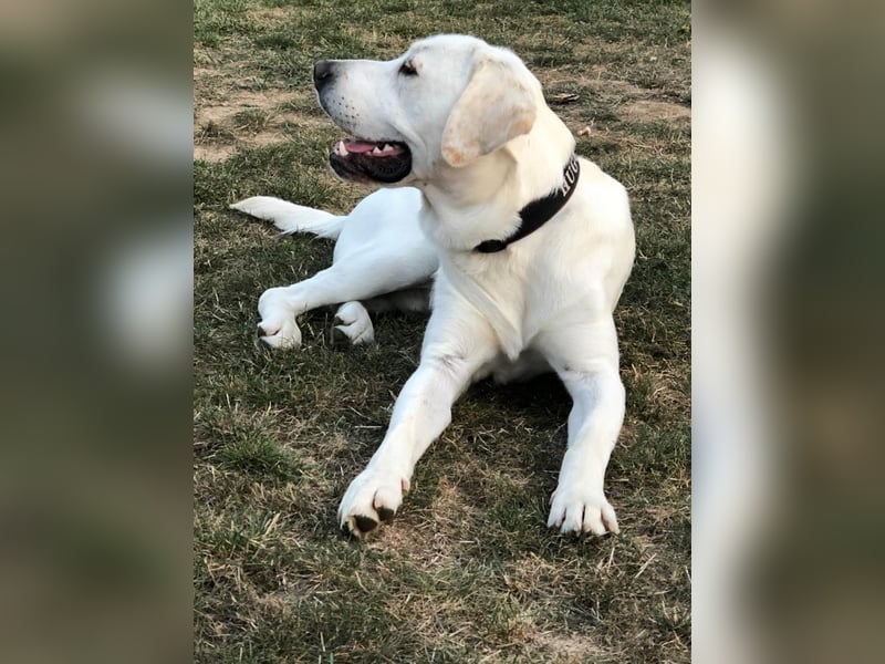 Wunderschöne Labrador-Mix Welpen